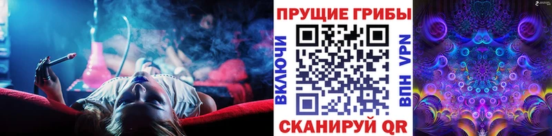 Купить где  Барыш  Галлюциногенные грибы Psilocybe 